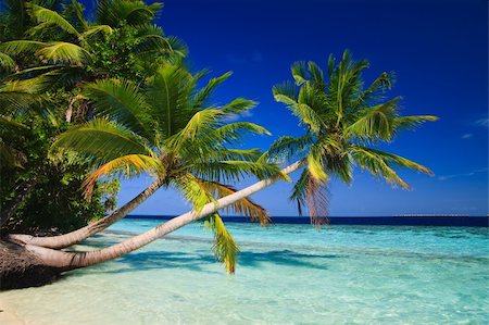 simsearch:851-02962651,k - Tropical Paradise at Maldives with palms and blue sky Stock Photo - Budget Royalty-Free & Subscription, Code: 400-04257550