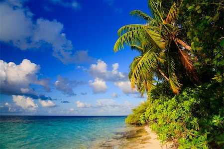 simsearch:851-02962651,k - Tropical Paradise at Maldives with palms and blue sky Stock Photo - Budget Royalty-Free & Subscription, Code: 400-04257553