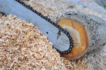 The chainsaw blade cutting the log of wood Stock Photo - Budget Royalty-Free & Subscription, Code: 400-04257650