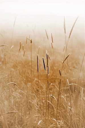 simsearch:400-04597010,k - Close up of grass on a field on a misty morning Stock Photo - Budget Royalty-Free & Subscription, Code: 400-04258184