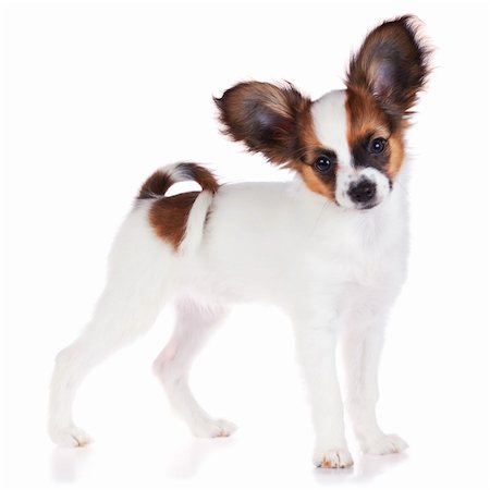 simsearch:400-05722359,k - Papillon puppy isolated on a white background Stock Photo - Budget Royalty-Free & Subscription, Code: 400-04258437