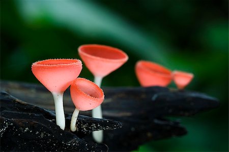 simsearch:400-04766599,k - colorful of champagne mushrooms Stock Photo - Budget Royalty-Free & Subscription, Code: 400-04258868