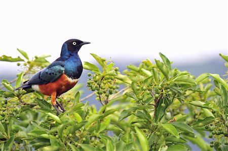 simsearch:400-04604339,k - Colourful bird Superb Starling sits on a branch on a bright blue-green background. Stock Photo - Budget Royalty-Free & Subscription, Code: 400-04259140