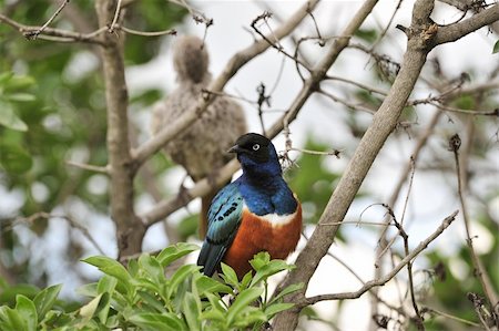 simsearch:400-04604339,k - Colourful bird Superb Starling sits on a branch on a bright blue-green background. Stock Photo - Budget Royalty-Free & Subscription, Code: 400-04259141