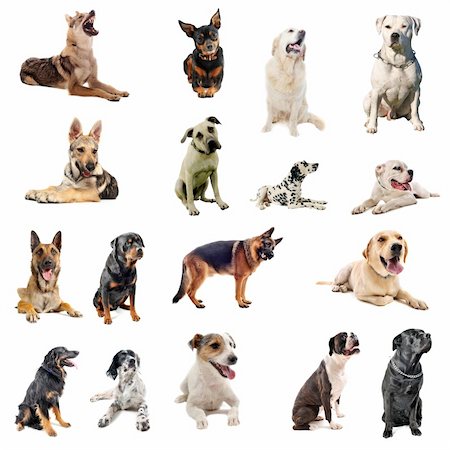 simsearch:400-06391487,k - composite picture with purebred  dogs in a white background Stock Photo - Budget Royalty-Free & Subscription, Code: 400-04259310