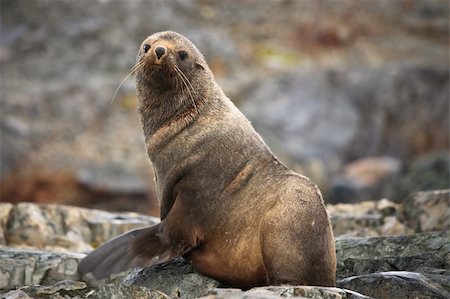 simsearch:400-04533218,k - The brown seal has a rest on stones in Antarctica Stock Photo - Budget Royalty-Free & Subscription, Code: 400-04264049