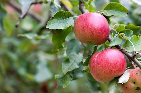 simsearch:846-03164224,k - apple orchard. branch with fruits. apples and leaves. Stock Photo - Budget Royalty-Free & Subscription, Code: 400-04265115