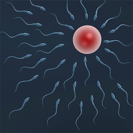 sperm - sperm swimming to egg on dark blue background Stock Photo - Budget Royalty-Free & Subscription, Code: 400-04265272