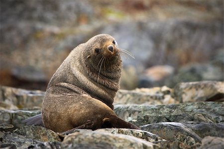 simsearch:400-04533218,k - The brown seal has a rest on stones in Antarctica Stock Photo - Budget Royalty-Free & Subscription, Code: 400-04265509