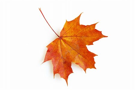 seasonal change - autumn maple leaf isolated on white background Stock Photo - Budget Royalty-Free & Subscription, Code: 400-04266956