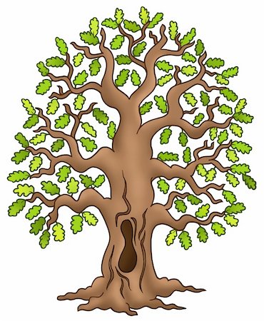simsearch:400-05885713,k - Oak tree on white background - color illustration. Stock Photo - Budget Royalty-Free & Subscription, Code: 400-04267386