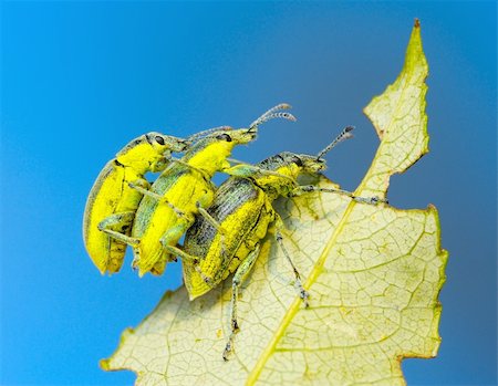Three weevil beetle (Coleoptera, Curculionidae) on a leaf of tree against the blue sky. Stock Photo - Budget Royalty-Free & Subscription, Code: 400-04269198