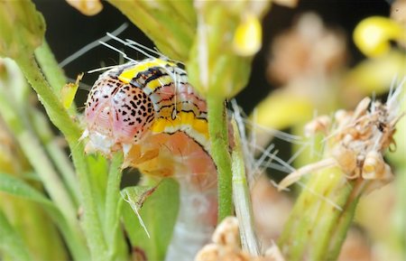 simsearch:400-07518693,k - Bright striped caterpillar on a withered flower. Stock Photo - Budget Royalty-Free & Subscription, Code: 400-04269291