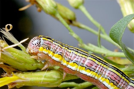 simsearch:400-07518693,k - Bright striped caterpillar on a withered flower. Stock Photo - Budget Royalty-Free & Subscription, Code: 400-04269292