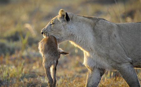 simsearch:400-04836462,k - A lioness with new-born antelope prey. The lioness goes on savanna and bears the killed kid of an antelope. A yellow grass. The morning sun. Foto de stock - Super Valor sin royalties y Suscripción, Código: 400-04260299
