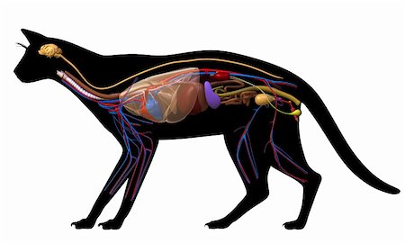 digestive system - Anatomy of a cat. Stock Photo - Budget Royalty-Free & Subscription, Code: 400-04260748