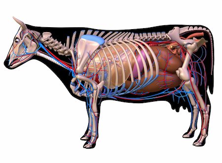 digestive system - Anatomy of a cow. Foto de stock - Super Valor sin royalties y Suscripción, Código: 400-04260749