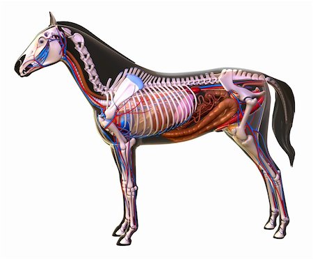 Anatomy of a horse. Stock Photo - Budget Royalty-Free & Subscription, Code: 400-04260780