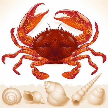 Red crab and few seashells Stock Photo - Budget Royalty-Free & Subscription, Code: 400-04262331