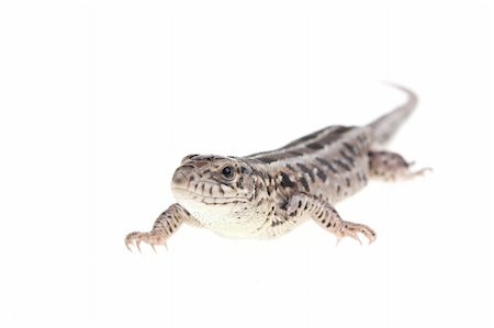 simsearch:400-04092830,k - Brown lizard isolated on white background Stock Photo - Budget Royalty-Free & Subscription, Code: 400-04262441