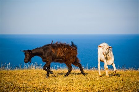 simsearch:400-05294140,k - Crimean goats on the background of the Black Sea Stock Photo - Budget Royalty-Free & Subscription, Code: 400-04263880