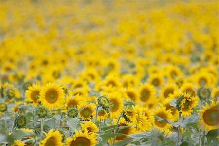 simsearch:400-04996406,k - Field of sunflowers Stock Photo - Budget Royalty-Free & Subscription, Code: 400-04274516