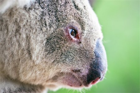 A close-up profile portrait of a wild koala Stock Photo - Budget Royalty-Free & Subscription, Code: 400-04274699