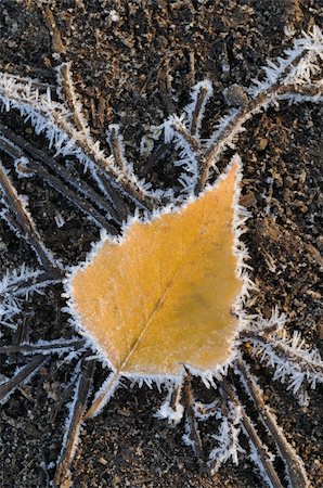 Frosted yellow birch leaf on the ground Stock Photo - Budget Royalty-Free & Subscription, Code: 400-04274949