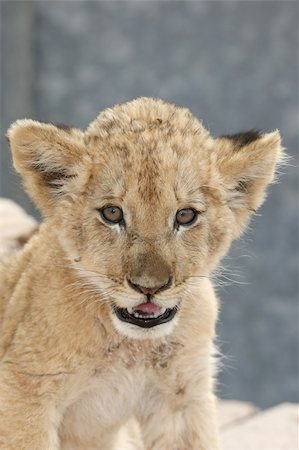 simsearch:400-04109301,k - Alert small lion cub with brown fur Stock Photo - Budget Royalty-Free & Subscription, Code: 400-04275139