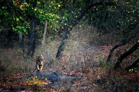 simsearch:400-05250521,k - A huge male Tiger walks straight head on in Bandhavgarh National Park, India Stock Photo - Budget Royalty-Free & Subscription, Code: 400-04275307