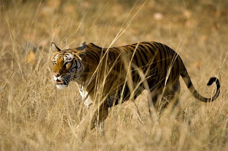 simsearch:400-05250521,k - Alert wild Bengal tiger walking on short dry grass in Bandhavgarh  national park Stock Photo - Budget Royalty-Free & Subscription, Code: 400-04275309