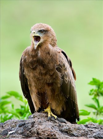 Black Kite (Milvus migrans.) Bird of prey Black Kite, sitting on a stone, it is wide opened  a beak. Stock Photo - Budget Royalty-Free & Subscription, Code: 400-04275317