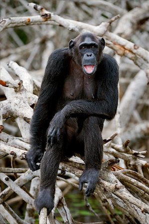 Portrait of the adult female of a chimpanzee at a short distance on mangrove roots. Stock Photo - Budget Royalty-Free & Subscription, Code: 400-04275336