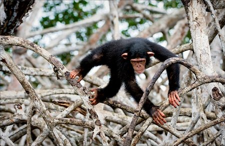 simsearch:400-04362550,k - The kid of a chimpanzee. The kid of a chimpanzee plays roots mangrove thickets. Stock Photo - Budget Royalty-Free & Subscription, Code: 400-04275332