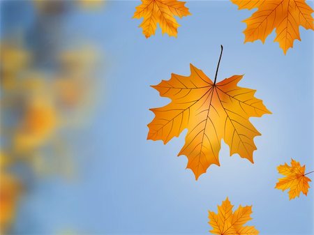 Falling wilted leaf against a out of focus tree branch. EPS 8 vector file included Stock Photo - Budget Royalty-Free & Subscription, Code: 400-04275373