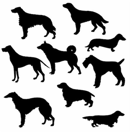 simsearch:400-05253726,k - silhouettes of the sorts hunt dogs on white background Foto de stock - Super Valor sin royalties y Suscripción, Código: 400-04275627