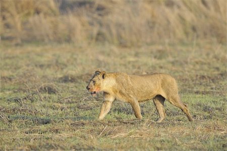 simsearch:400-04727848,k - A portrait of a lioness with a blood-stained mouth.Lioness after hunting. Stock Photo - Budget Royalty-Free & Subscription, Code: 400-04276026