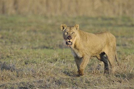 simsearch:400-04727848,k - Lioness after hunting. A portrait of a lioness with a blood-stained mouth. Stock Photo - Budget Royalty-Free & Subscription, Code: 400-04276028