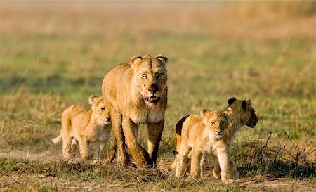 simsearch:400-04727848,k - Lioness with three cubs. The lioness after hunting conducts cubs to prey. Stock Photo - Budget Royalty-Free & Subscription, Code: 400-04276029