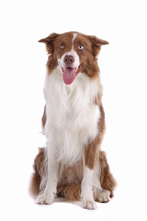 a border collie sheepdog isolated on a white background Stock Photo - Budget Royalty-Free & Subscription, Code: 400-04276755