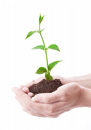 seed growing in soil - Young plant in hand over white Stock Photo - Budget Royalty-Free & Subscription, Code: 400-04277018