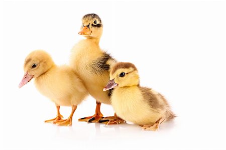 Three ducklings isolated on white Stock Photo - Budget Royalty-Free & Subscription, Code: 400-04277048