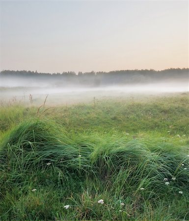 Rural landscape with field of corn Photographie de stock - Aubaine LD & Abonnement, Code: 400-04277240