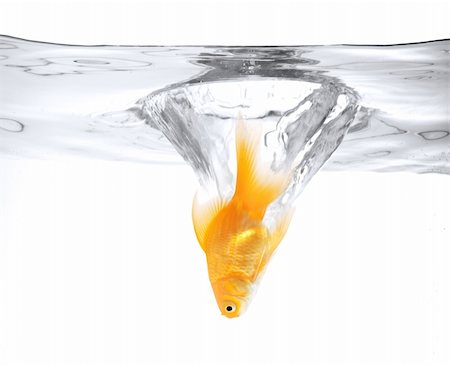 goldfish jumping into the water, isolated on white Stock Photo - Budget Royalty-Free & Subscription, Code: 400-04277880