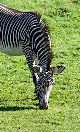 Portrait of a eating zebra in a nature reserve, Namibia Stock Photo - Budget Royalty-Free & Subscription, Code: 400-04279026