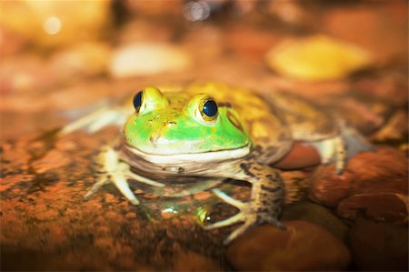 rainforest frogs - American bullfrog (Rana catesbeiana) Stock Photo - Budget Royalty-Free & Subscription, Code: 400-04272246