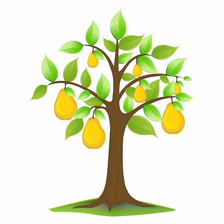 simsearch:400-07096505,k - illustration of pears in tree on white background Stock Photo - Budget Royalty-Free & Subscription, Code: 400-04273545