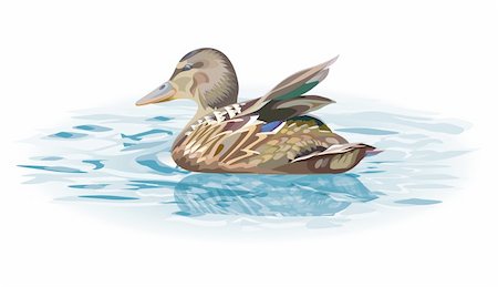 drake - Duck on the water - vector illustration Stock Photo - Budget Royalty-Free & Subscription, Code: 400-04284077