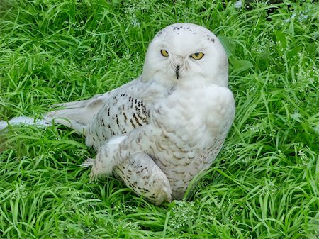 While owl sits on a grass at zoo Stock Photo - Budget Royalty-Free & Subscription, Code: 400-04284140