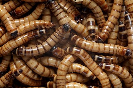 Background photo of Zoophobas superworms. Stock Photo - Budget Royalty-Free & Subscription, Code: 400-04284190